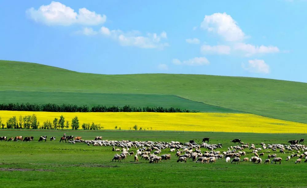 内蒙古金色草原牧歌画卷